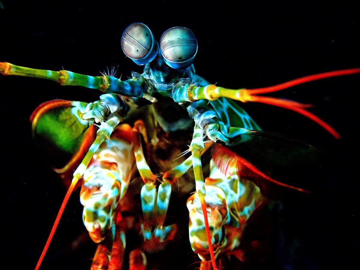 Pebble & Fins Bali Dive Resort 툴람벤 외부 사진